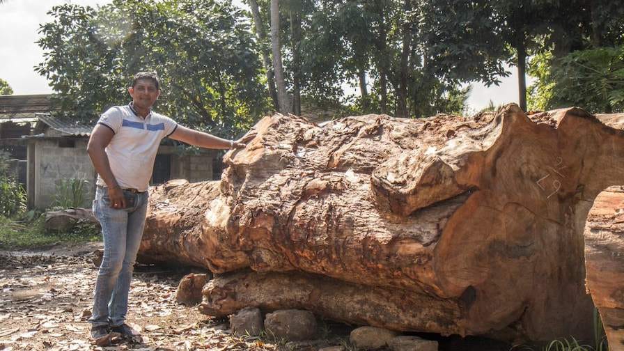 Mahawatta with stump